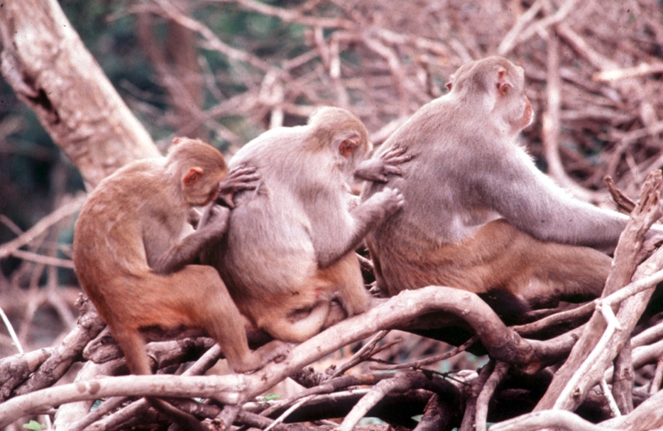 Monkeys grooming each other